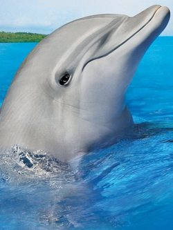  Flipper le dauphin